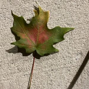 Assorted ween goodies for Kathryn!